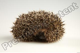 Hedgehog - Erinaceus europaeus  0026